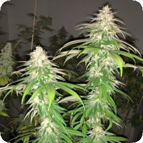 Purple Strawberry Sherbet Feminised Seeds Purple Strawberry Sherbet Feminised Seeds