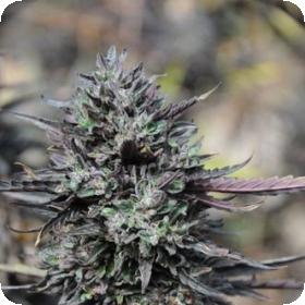 Purple Trainwreck Feminised Seeds Purple Trainwreck Feminised Seeds