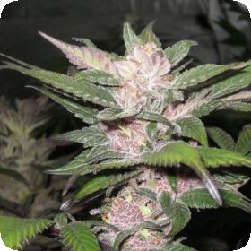 Purple Chem Regular Seeds Purple Chem Regular Seeds