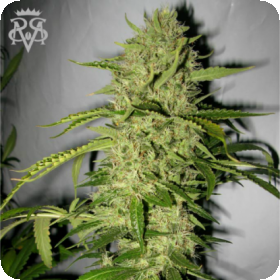 Psycho Crack Feminised Seeds Psycho Crack Feminised Seeds