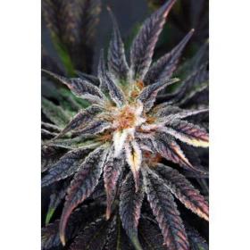 Qleaner Regular Seeds