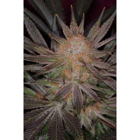 Qrazy Train Regular Seeds Qrazy Train Regular Seeds