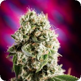 Quantum Kush Regular Seeds Quantum Kush Regular Seeds