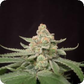 Queen Anne's Revenge Regular Seeds Queen Anne's Revenge Regular Seeds