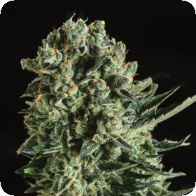 Queen Mother x SCBDX Feminised Seeds