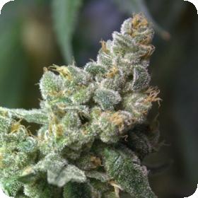 Queen of Hearts Regular Seeds Queen of Hearts Regular Seeds