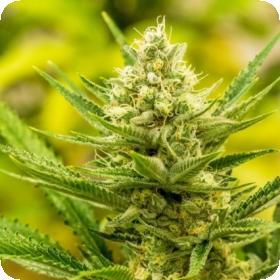 Queen of Soul Regular Seeds