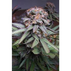 Querkle Regular Seeds