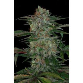 Qush Regular Seeds