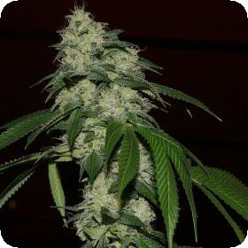 Rado Banger Ltd. Edition Regular Seeds Rado Banger Ltd. Edition Regular Seeds