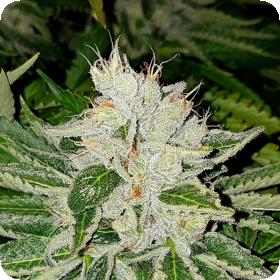Rado Rose Limited Edition Feminised Seeds Rado Rose Limited Edition Feminised Seeds