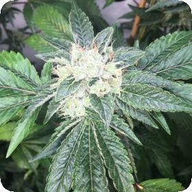 Rage OGK FEMINISED Seeds Rage OGK FEMINISED Seeds