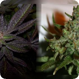 Rainbow Jones Feminised Seeds Rainbow Jones Feminised Seeds