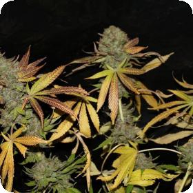 Rainbow Jones Haze Feminised Seeds Rainbow Jones Haze Feminised Seeds