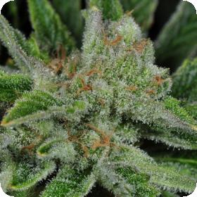 Ghost Train Haze #1 Feminised Seeds Ghost Train Haze #1 Feminised Seeds