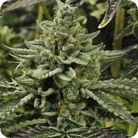 Longs Peak Blue Regular Seeds Longs Peak Blue Regular Seeds