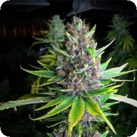 Raspberry Boogie Regular Seeds
