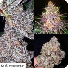Raspberry Moonshine Regular Seeds Raspberry Moonshine Regular Seeds
