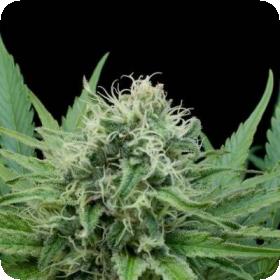 Raw Diesel Feminised Seeds Raw Diesel Feminised Seeds