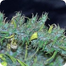 Nanda Devi Regular Seeds