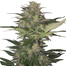 Red Dwarf Auto Regular Seeds