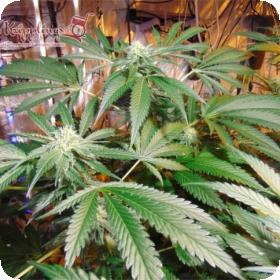 Red Leicester Tease Feminised Seeds Red Leicester Tease Feminised Seeds