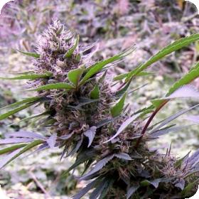 Red Libanon Autoflowering Regular Seeds Red Libanon Autoflowering Regular Seeds