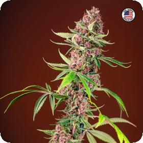 Red Mandarine F1 FAST Feminised Seeds Red Mandarine F1 FAST Feminised Seeds