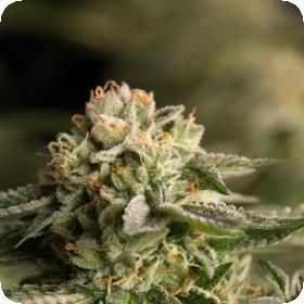 Remo Chemo Feminised Seeds