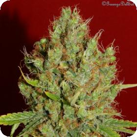 Renaissance CBD Feminised Seeds Renaissance CBD Feminised Seeds