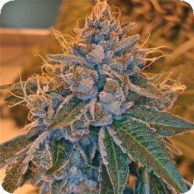 Kosher Kush Regular Seeds Kosher Kush Regular Seeds