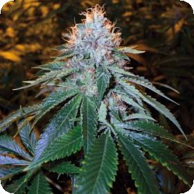 The OG #18 Feminised Seeds