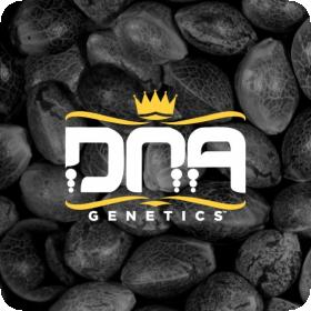 Reserva Privada Mixed Pack Feminised Seeds Reserva Privada Mixed Pack Feminised Seeds
