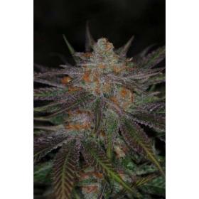 Ripped Bubba Regular Seeds