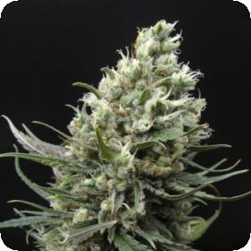 Ripper Haze Feminised Seeds Ripper Haze Feminised Seeds