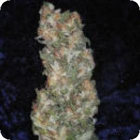 Rishi Kush Regular Seeds Rishi Kush Regular Seeds