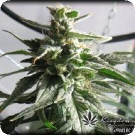BC Gold Regular Seeds BC Gold Regular Seeds