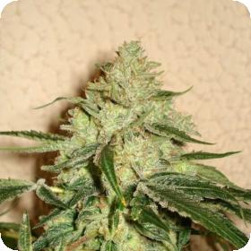 RoadDawg Feminised Seeds