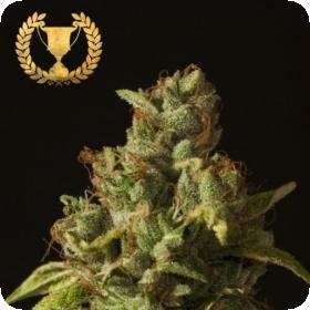 Rollex OG Kush Feminised Seeds
