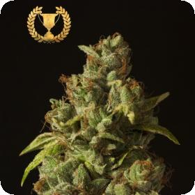 Rollex OG Kush Regular Seeds