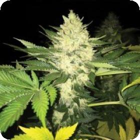 Roof 95 Feminised Seeds