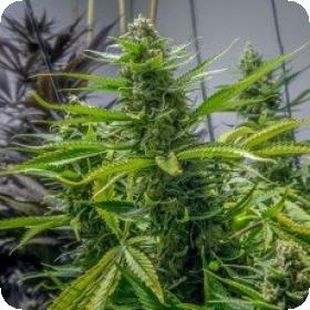 Rosetta Stone Regular Seeds Rosetta Stone Regular Seeds