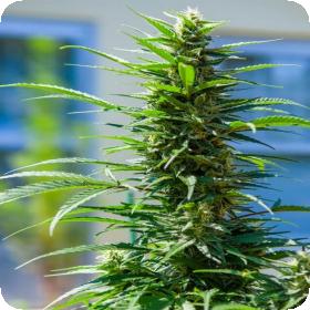 Rosetta Stone XX Feminised Seeds Rosetta Stone XX Feminised Seeds