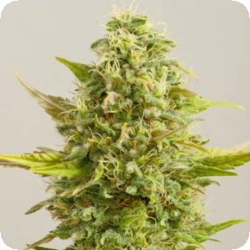 Royal Kush Feminised Seeds Royal Kush Feminised Seeds