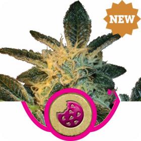 Royal Cookies Feminised Seeds Royal Cookies Feminised Seeds