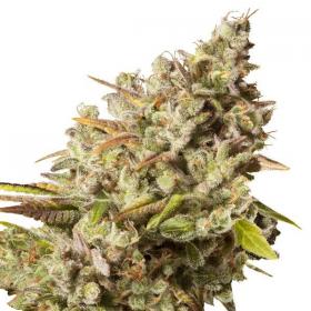 Royal Gorilla Feminised Cannabis Seeds Royal Queen Cannabis Seeds 0