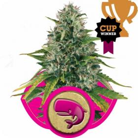 Royal Moby Feminised Seeds Royal Moby Feminised Seeds