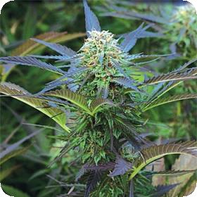 Royal  Purple  Kush  Auto  Feminised  Cannabis  Seeds  Emerald  Triangle 0
