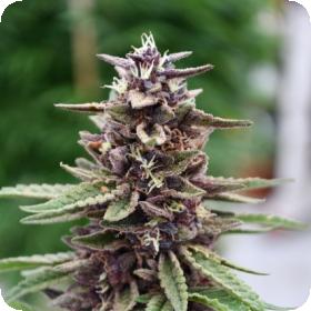 Royal  Purple  Kush  Cbd  Regular  Cannabis  Seeds  Emerald  Triangle 0