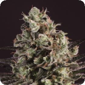 Royal Purple Kush x SCBDX Feminised Seeds